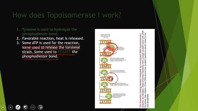 Topoisomerase I And II
