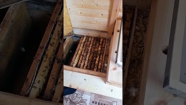 Карника и Старлайн после зимовки