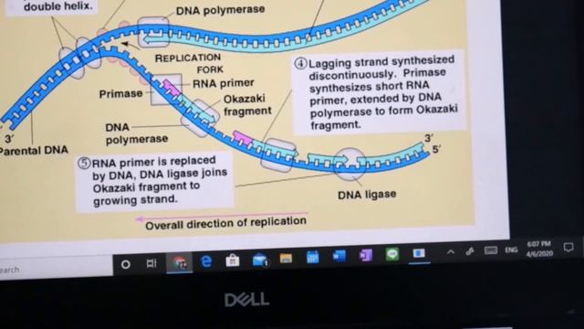 DNA Replication (ENG CC) смотреть онлайн