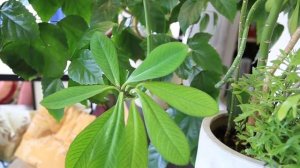 Размножение синадениума. Черенкование и семена