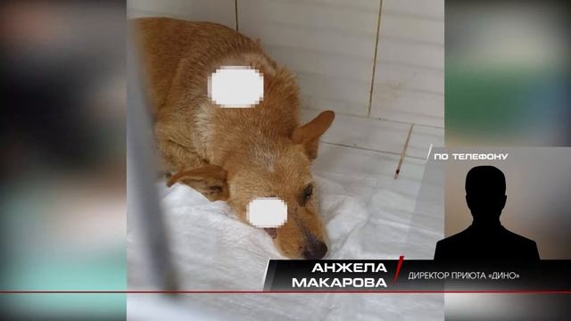 ВОЛГОГРАДЦЫ СПАСЛИ ИСТЕРЗАННУЮ СОБАКУ ОТ ГИБЕЛИ смотреть онлайн