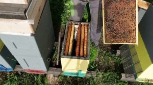 самый простой способ уйти от роевого состояния  работа с 6 ти рамочниками