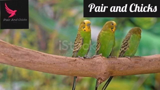 Green And Blue || Dominant And Recessive Budgie || Pair And Chicks