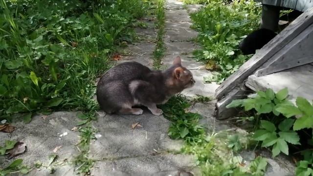Чёрная кошка, Серый кот и... Молодой. смотреть онлайн