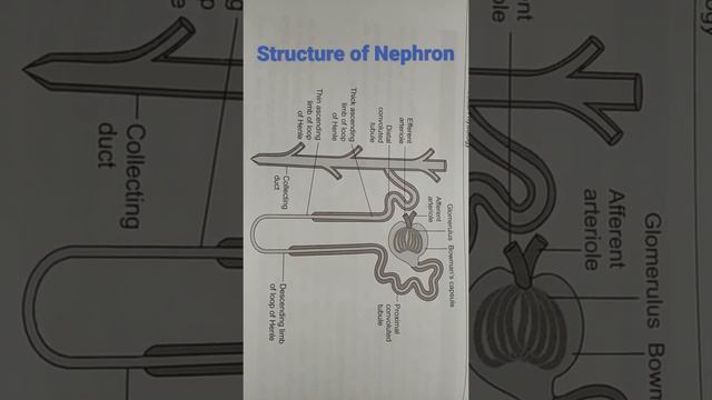 # Structure of Nephron смотреть онлайн