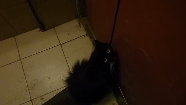 Разговор с кошкой: Кис кис, хочешь выйти? - МЯУ!!! смотреть онлайн