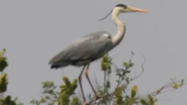 Серая цапля смотреть онлайн