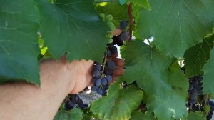 Обзор винограда кишмиш Юпитер