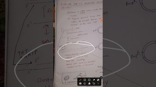 E.COLI LAC AND T7 PROMOTER BASED VECTOR explained смотреть онлайн