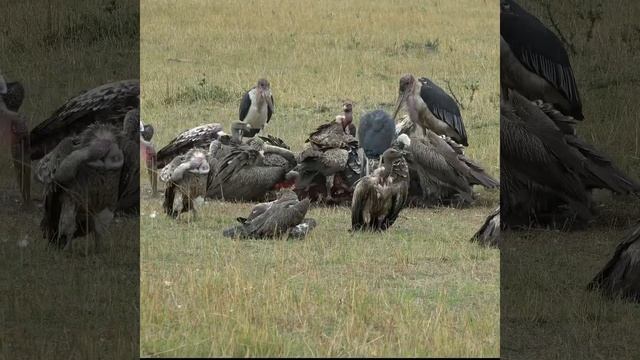 TANZANIA - LION & VULTURES WITH KILL #wildlife #safari #animals #lion Kill #migration #birding