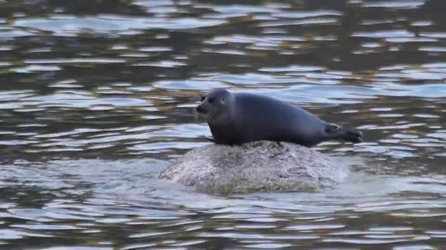 Байкальская нерпа.