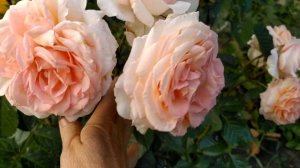 Роза Барок, Роза Дитер Мюллер июль, жара 2024