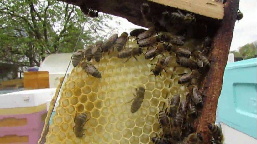 пчеловодство на ячейке 4,9 мм - часть 62, ставлю рамку с полоской вощины, начали строить 2.05.2024 смотреть онлайн