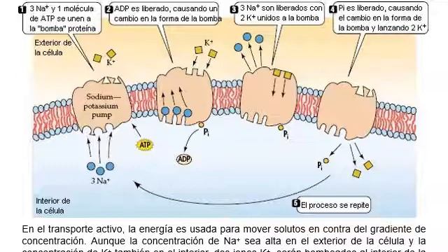 6. Transporte De Agua En Las Plantas