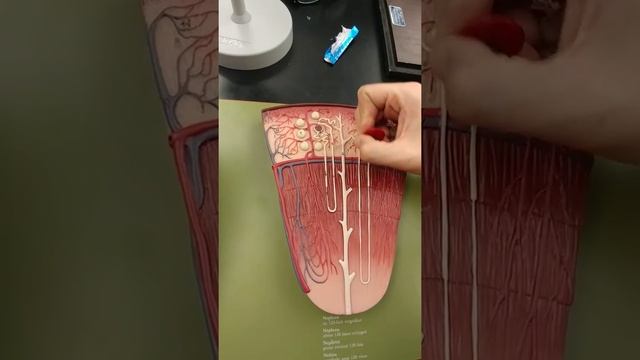 Label Nephron of kidney смотреть онлайн