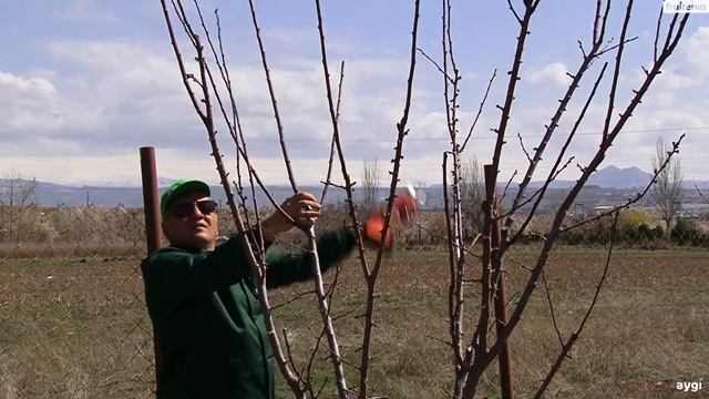 Երիտասարդ սալորենու էտը / Pruning of young plum tree смотреть онлайн