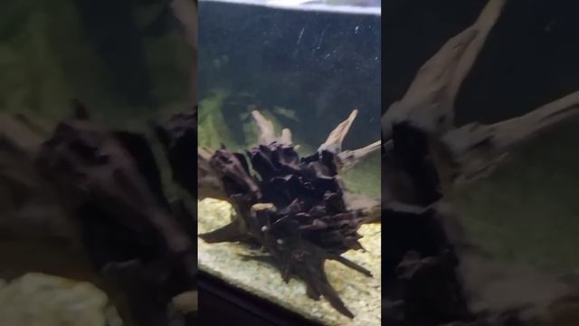 Did My Lobster Survive The Tank Of Thrones? 🫣