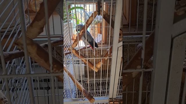 ПРОВЕРКА ГОЛОСА ... смотреть онлайн