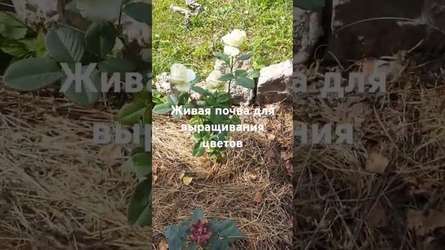 Живая Почва для выращивания шикарных цветов смотреть онлайн