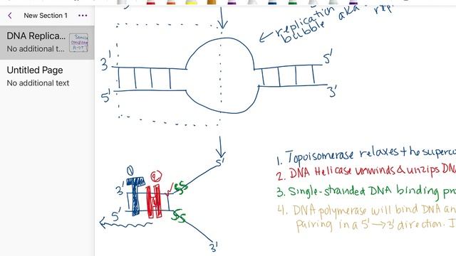 DNA Replication At The Origin Of Replication