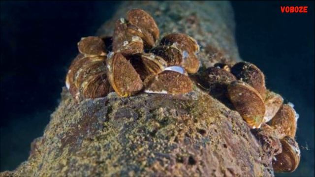 Дрейссена Двустворчатый моллюск в аквариуме. Зачем? смотреть онлайн