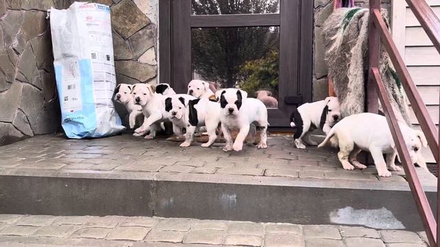 Были щеночки белые, а стали-серые!Здравствуй, осень! смотреть онлайн