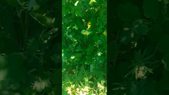 Чистотел полезные свойства.