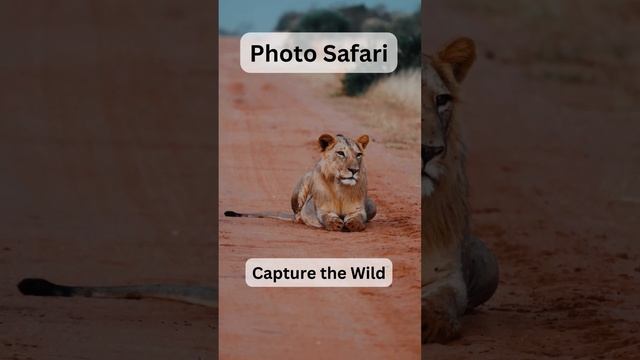 Epic Wildlife Shots Await in Tanzania! смотреть онлайн