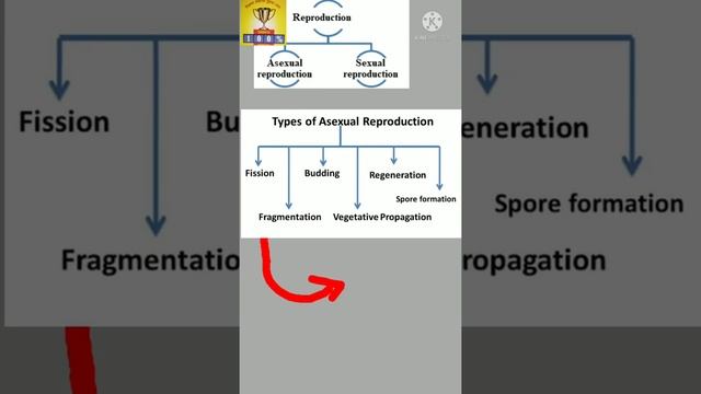 Asexual Reproduction Type Fragmentation