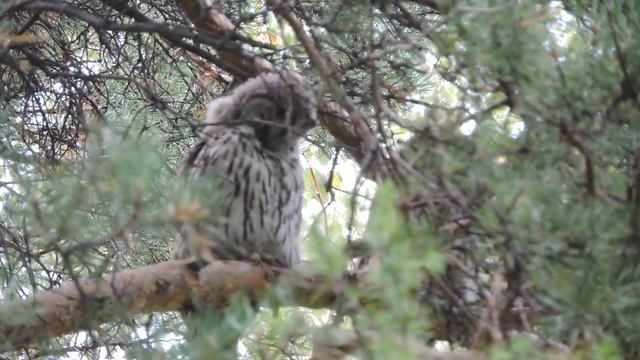 Длиннохвостая неясыть (Ural owl) 1 смотреть онлайн