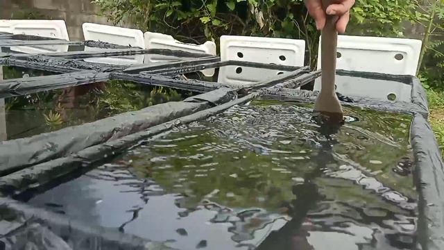 ปรับค่า pH ของน้ำด้วยกรดไนตริก 5.5-6.5 ในกล่องปลาแซลมอนเพื่อเตรียมลงต้นกล้าผักไฮโดรโปนิกส์ смотреть онлайн