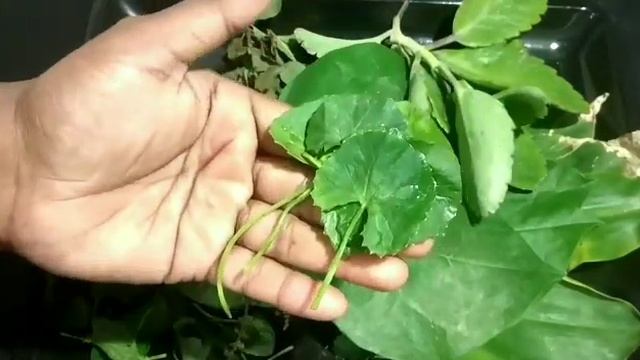 ಹಿತ್ತಲ ಮದ್ದು / Home Remedies/ Useful For  Tips/