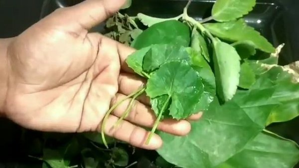 ಹಿತ್ತಲ ಮದ್ದು / home remedies/ useful for  tips/