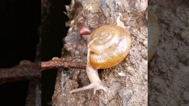 Snail Boomerang