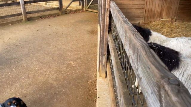 Cotswold Wildlife Park just before the second Covid 19 lockdown in England. смотреть онлайн