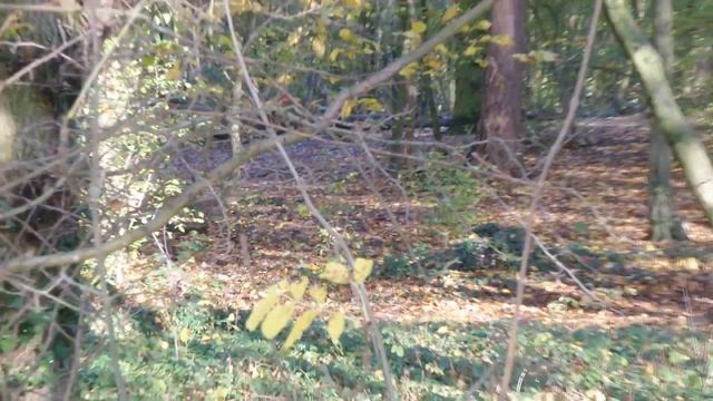 i Lonon Лондон City Park area Forest Squirrels Парковая зона Лес Белки UK England 20191114 смотреть онлайн