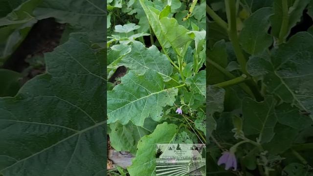 Ugh - A New Pest Problem! смотреть онлайн