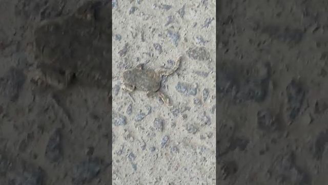 Mare hue mendak смотреть онлайн