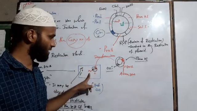 Features Of  An Ideal  CLONING  VECTOR.Part 2.Eg. PBR322& PUC19.