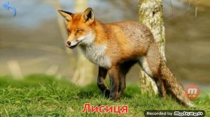 Тварини лісу!