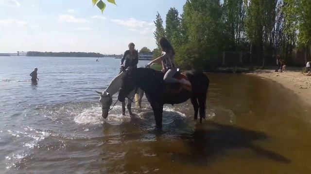 Купание лошадок смотреть онлайн