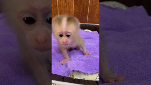 Little Monkey Tong With Mommy смотреть онлайн