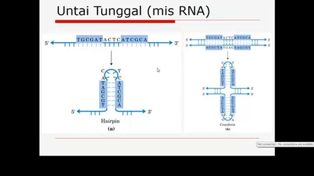 sintesis protein Transkripsi translasi смотреть онлайн
