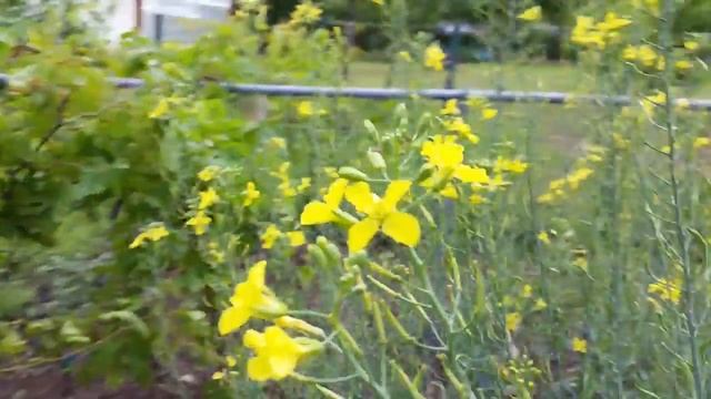 Diatomaceous Earth & Bees смотреть онлайн