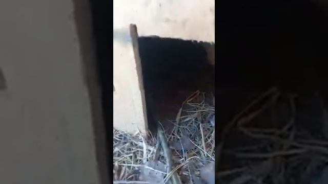 Вьетнамские свиньи и куры Леггорны. смотреть онлайн