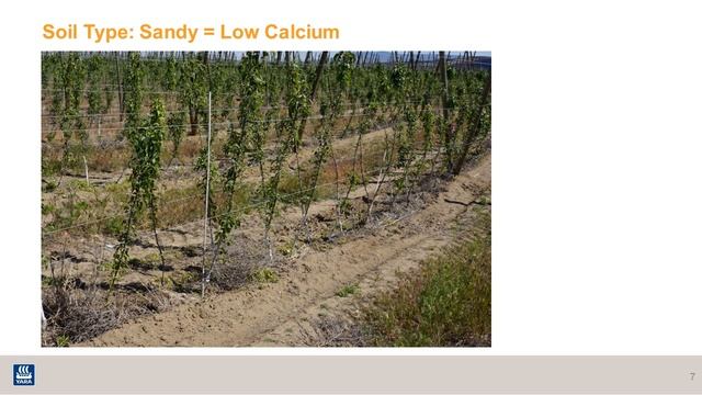 Apple Calcium Nutrition 2 of 8 смотреть онлайн