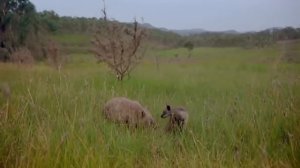 Дикая природа Австралии