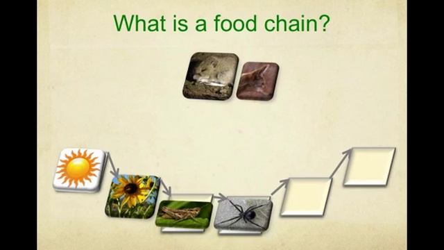 Energy And Food Chains In Ecosystems