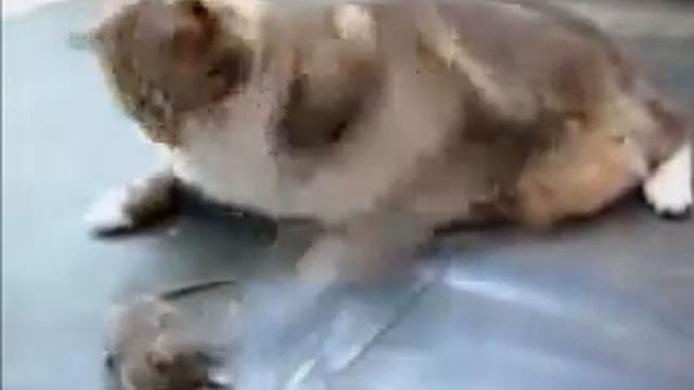 Отважная мышка избивает кота!!!
