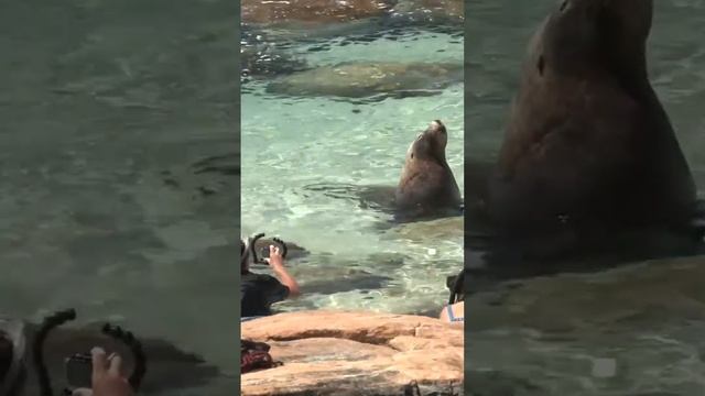 Sea lion calmy poses for photos смотреть онлайн